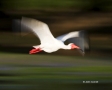 White-Ibis;Ibis;Breeding-Plumage;Flight;Eudocimus-albus;Flying-bird;One-animal;C